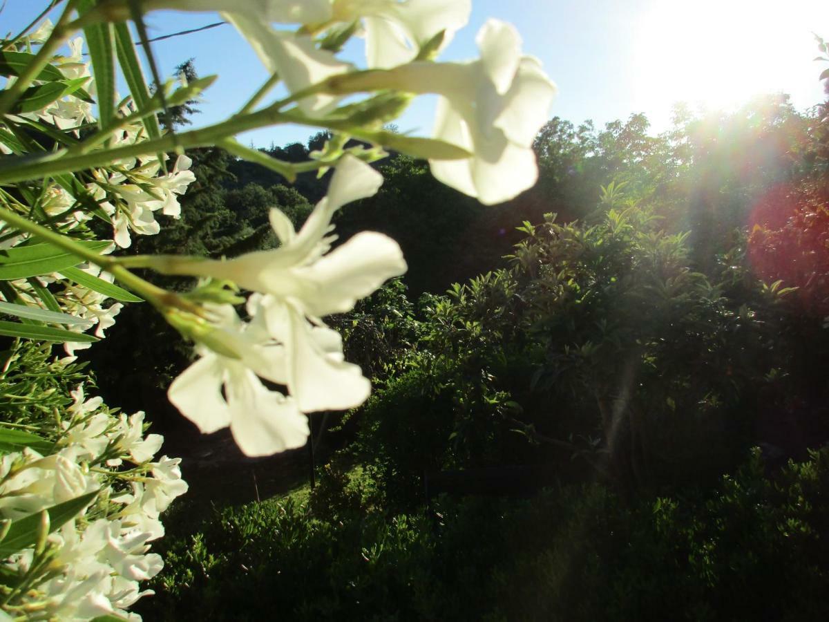 B&B Carboni Penna San Giovanni Екстериор снимка